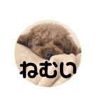 こももスタンプ（個別スタンプ：3）