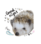 ハリネズミのうにた（個別スタンプ：2）