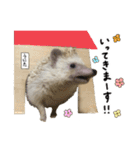 ハリネズミのうにた（個別スタンプ：5）