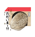 ハリネズミのうにた（個別スタンプ：6）
