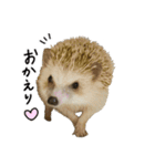 ハリネズミのうにた（個別スタンプ：7）