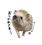 ハリネズミのうにた（個別スタンプ：8）