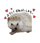 ハリネズミのうにた（個別スタンプ：9）