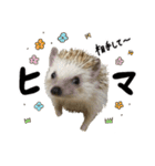 ハリネズミのうにた（個別スタンプ：10）