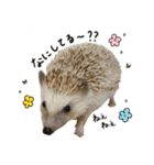 ハリネズミのうにた（個別スタンプ：11）