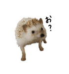 ハリネズミのうにた（個別スタンプ：13）