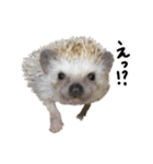 ハリネズミのうにた（個別スタンプ：14）