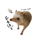 ハリネズミのうにた（個別スタンプ：16）