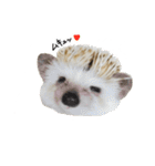 ハリネズミのうにた（個別スタンプ：18）