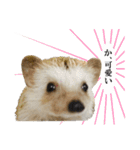 ハリネズミのうにた（個別スタンプ：19）