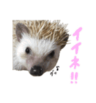 ハリネズミのうにた（個別スタンプ：20）