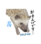 ハリネズミのうにた（個別スタンプ：21）