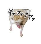ハリネズミのうにた（個別スタンプ：23）
