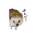 ハリネズミのうにた（個別スタンプ：25）