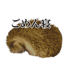 ハリネズミのうにた（個別スタンプ：29）