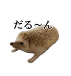 ハリネズミのうにた（個別スタンプ：30）