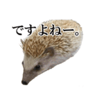 ハリネズミのうにた（個別スタンプ：31）