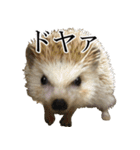 ハリネズミのうにた（個別スタンプ：32）