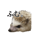 ハリネズミのうにた（個別スタンプ：34）