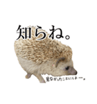 ハリネズミのうにた（個別スタンプ：35）