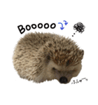 ハリネズミのうにた（個別スタンプ：37）