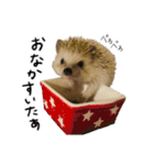 ハリネズミのうにた（個別スタンプ：38）