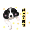 おおひら兄弟（個別スタンプ：1）