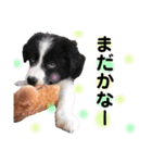 おおひら兄弟（個別スタンプ：2）
