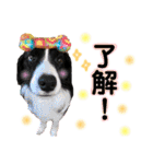 おおひら兄弟（個別スタンプ：5）