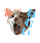 ココと仲間たち③（個別スタンプ：3）