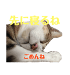 ココと仲間たち③（個別スタンプ：4）