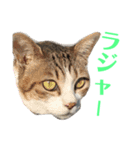 ココと仲間たち③（個別スタンプ：8）