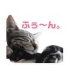 モモちゃん(ベンガルmix)2（個別スタンプ：1）