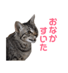 モモちゃん(ベンガルmix)2（個別スタンプ：2）
