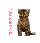 モモちゃん(ベンガルmix)2（個別スタンプ：5）