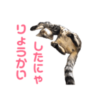 モモちゃん(ベンガルmix)2（個別スタンプ：8）