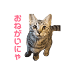 モモちゃん(ベンガルmix)2（個別スタンプ：9）