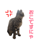 モモちゃん(ベンガルmix)2（個別スタンプ：10）