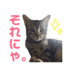 モモちゃん(ベンガルmix)2（個別スタンプ：11）