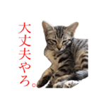 モモちゃん(ベンガルmix)2（個別スタンプ：13）