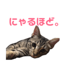 モモちゃん(ベンガルmix)2（個別スタンプ：14）