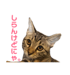 モモちゃん(ベンガルmix)2（個別スタンプ：17）
