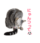 モモちゃん(ベンガルmix)2（個別スタンプ：18）