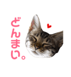 モモちゃん(ベンガルmix)2（個別スタンプ：19）