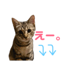 モモちゃん(ベンガルmix)2（個別スタンプ：20）