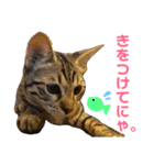 モモちゃん(ベンガルmix)2（個別スタンプ：21）