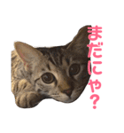モモちゃん(ベンガルmix)2（個別スタンプ：22）