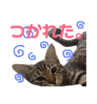 モモちゃん(ベンガルmix)2（個別スタンプ：25）