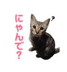 モモちゃん(ベンガルmix)2（個別スタンプ：26）