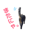 モモちゃん(ベンガルmix)2（個別スタンプ：32）